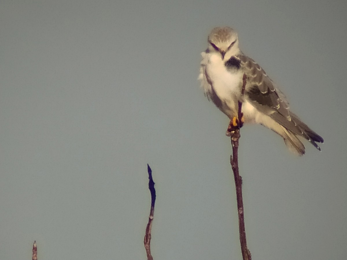 Black-winged Kite - ML281294801