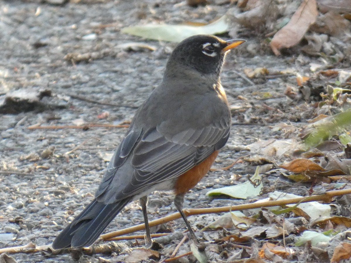 American Robin - David Riddle