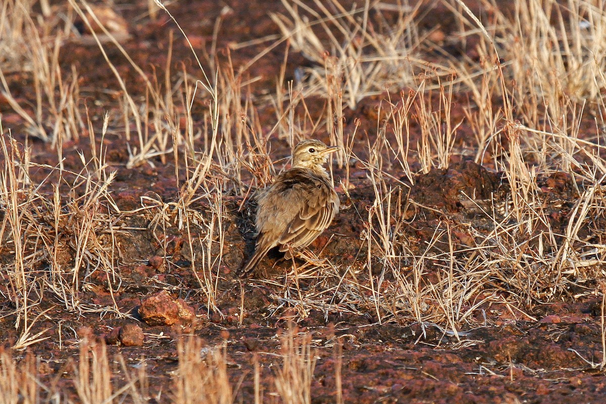Paddyfield Pipit - ML281298521