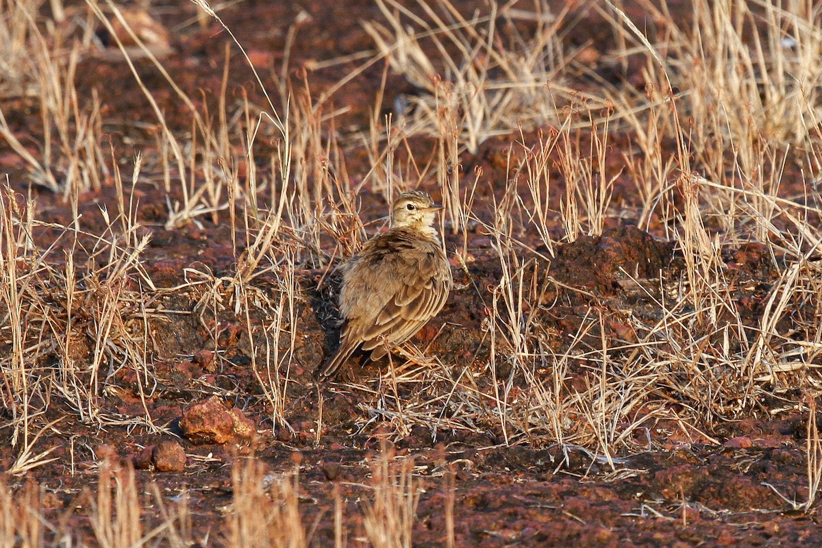 Paddyfield Pipit - ML281298541