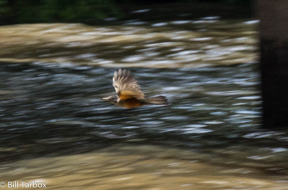 Rufous-bellied Thrush - ML281302601