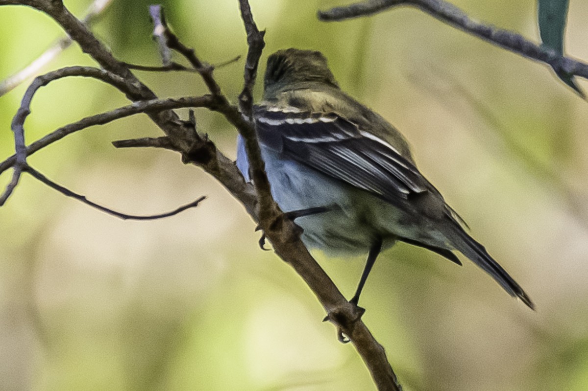 Small-billed Elaenia - ML281303451