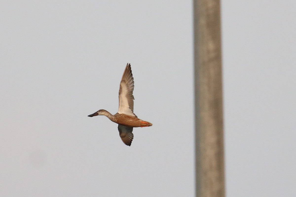 Northern Shoveler - Oscar Campbell