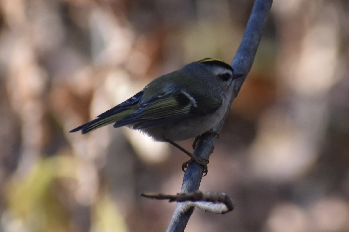 Golden-crowned Kinglet - ML281305761