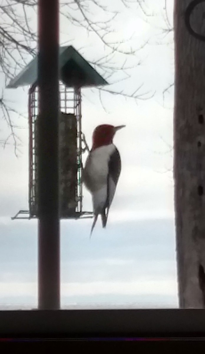 Red-headed Woodpecker - ML28130671