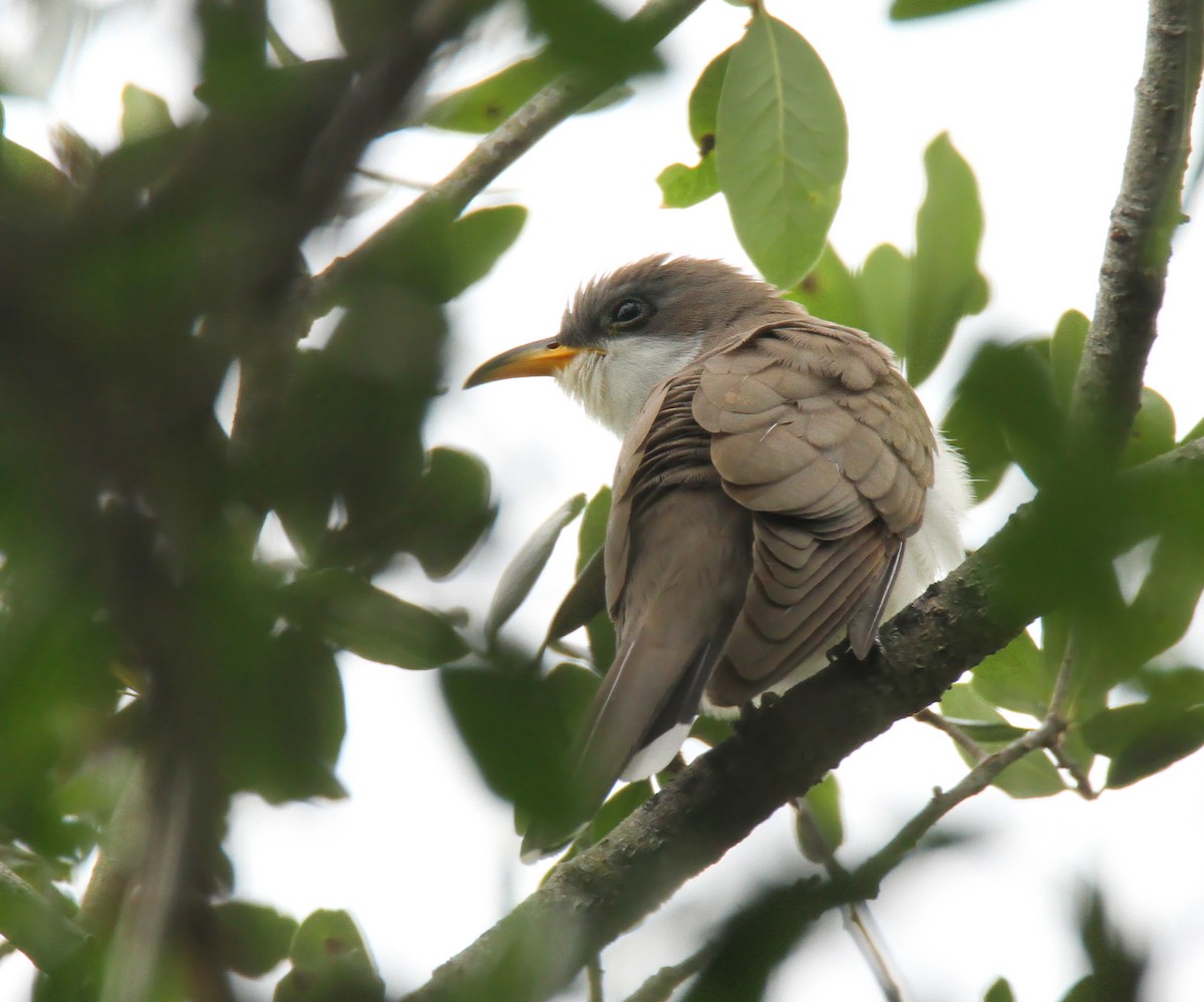 Yellow-billed Cuckoo - ML28130741