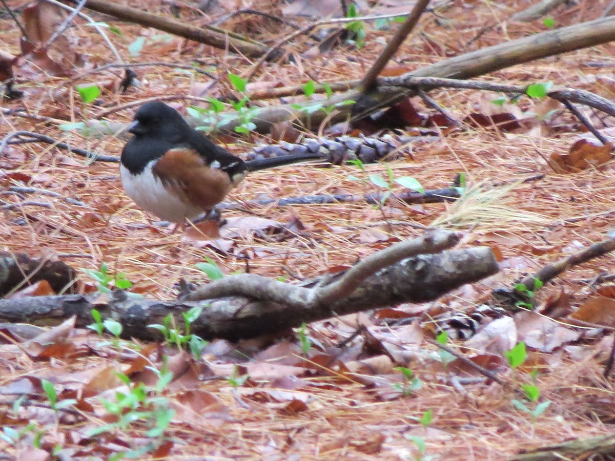 Eastern Towhee - ML28130791