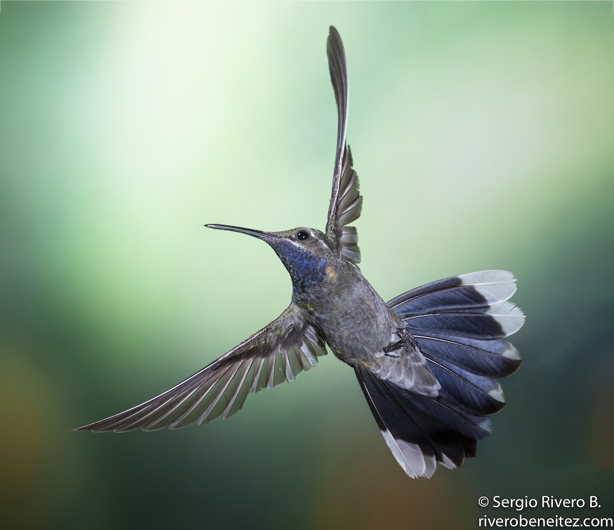 Blue-throated Mountain-gem - Sergio Rivero Beneitez