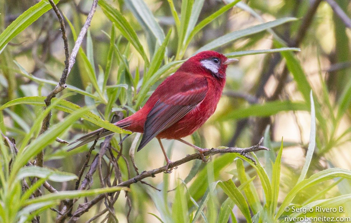 Red Warbler - ML281308381