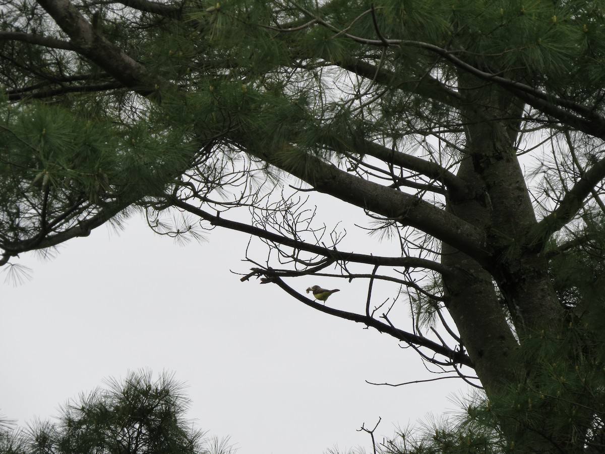 Great Crested Flycatcher - ML28130851