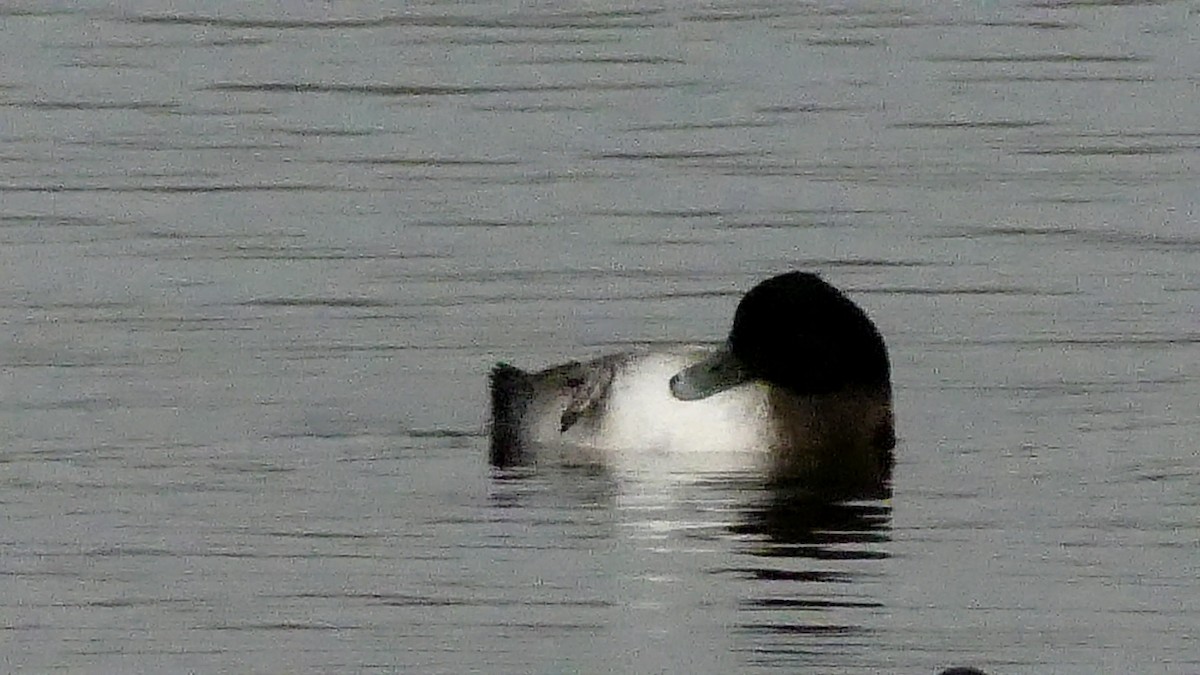 小斑背潛鴨 - ML281308781
