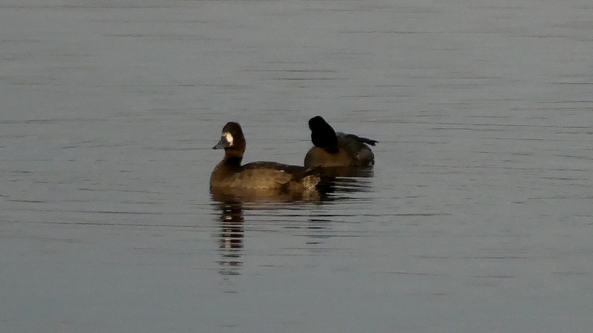小斑背潛鴨 - ML281308871