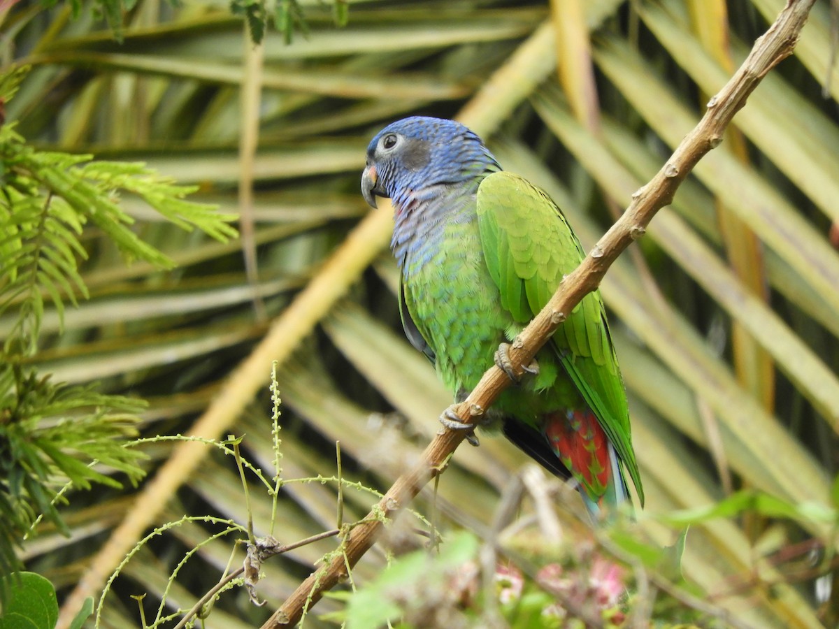 Loro Cabeciazul - ML281308961