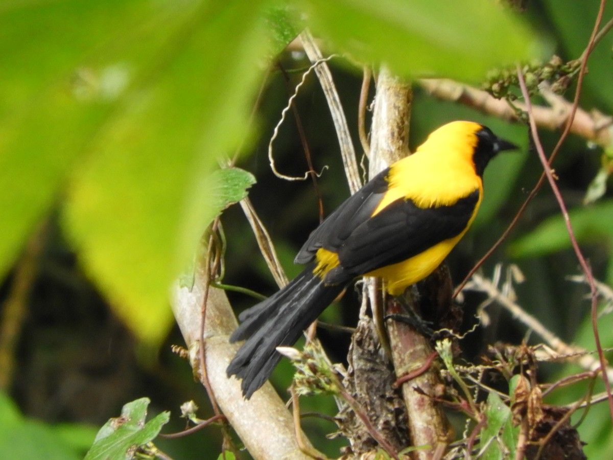 Yellow-backed Oriole - ML281309731