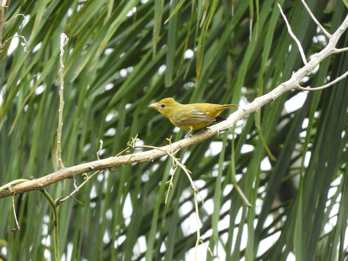 Summer Tanager - ML281310101