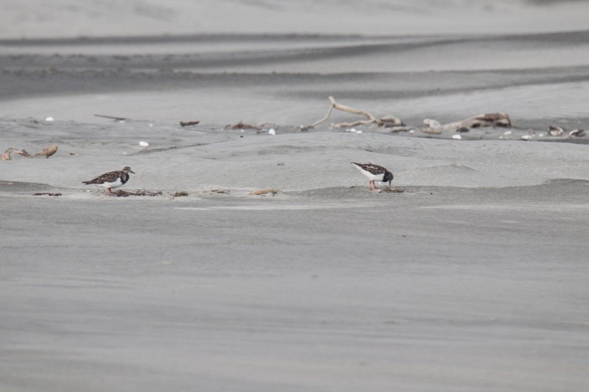 Ruddy Turnstone - ML281311131