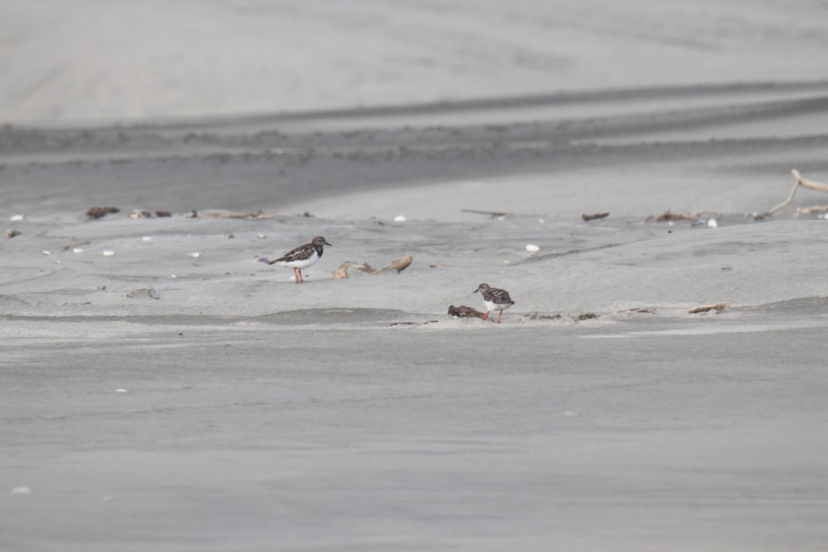 Ruddy Turnstone - ML281311191