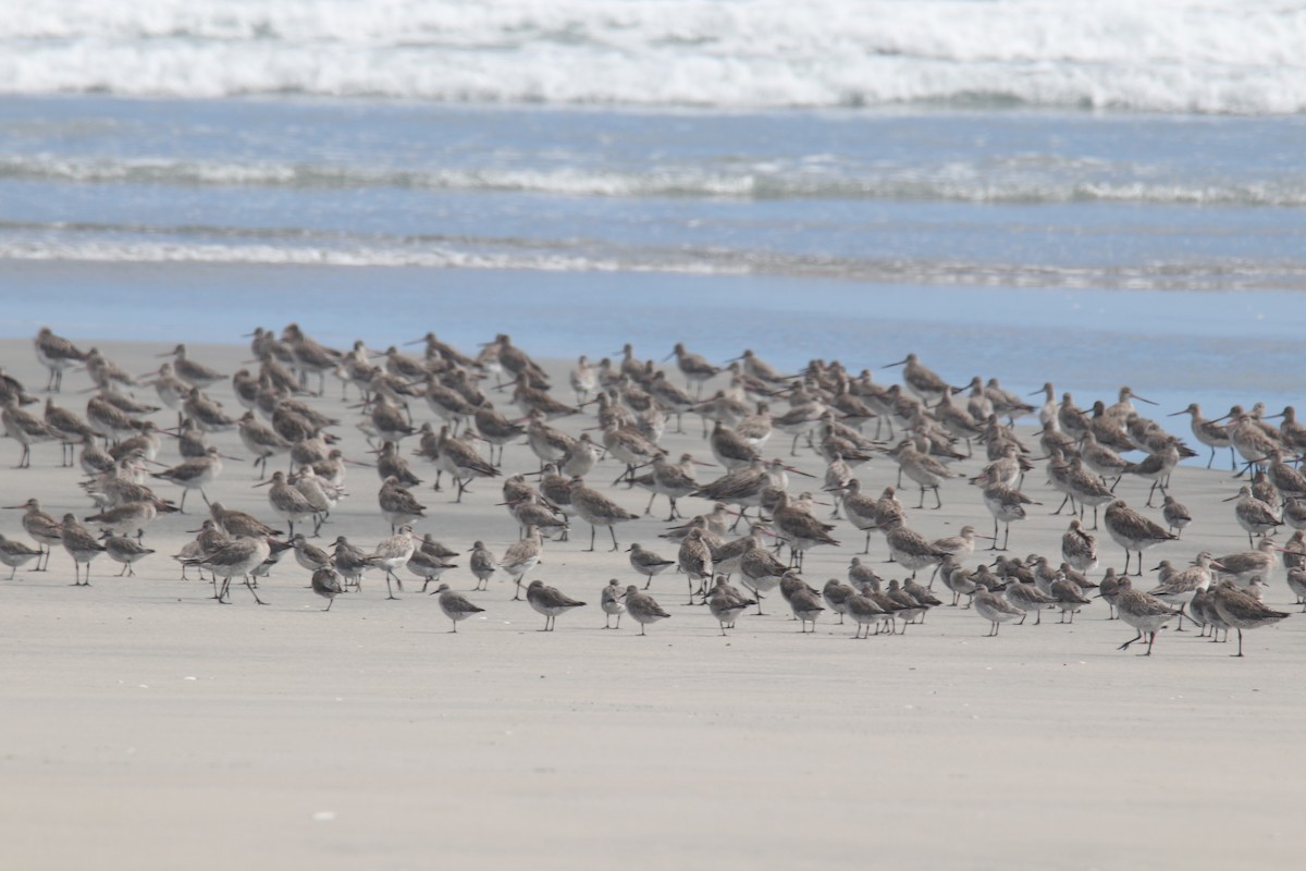 Red Knot - Shelley Trotter