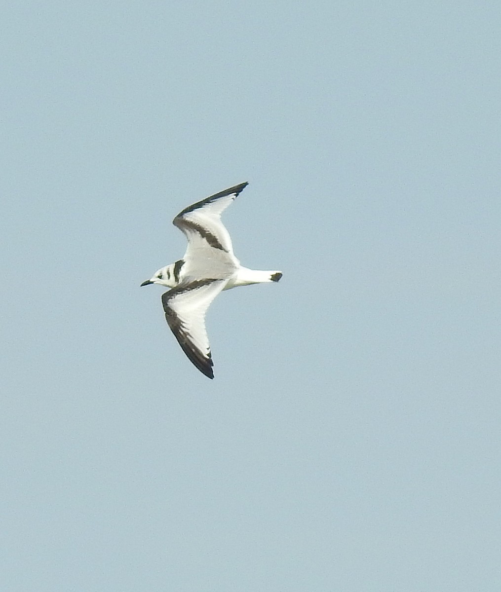 Black-legged Kittiwake - shelley seidman