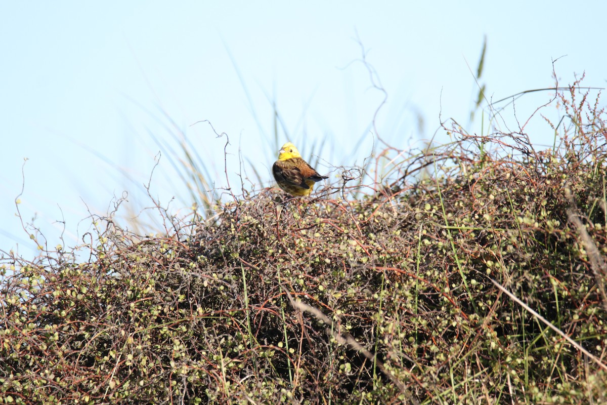 Zigolo giallo - ML281313821
