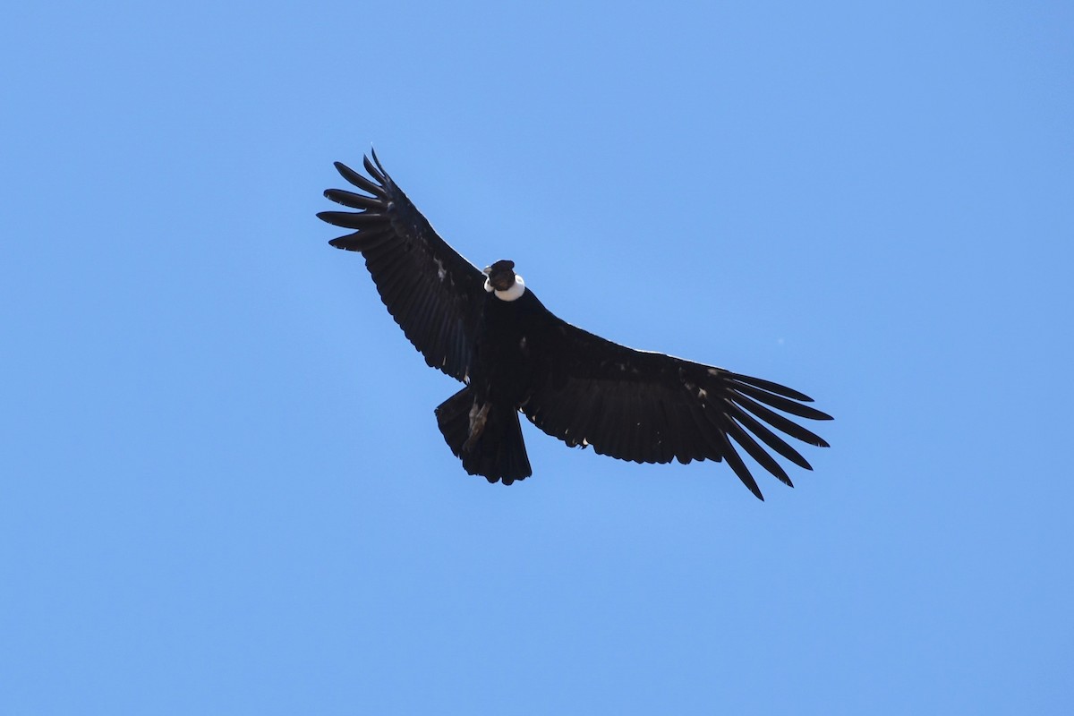 Andean Condor - ML281313951