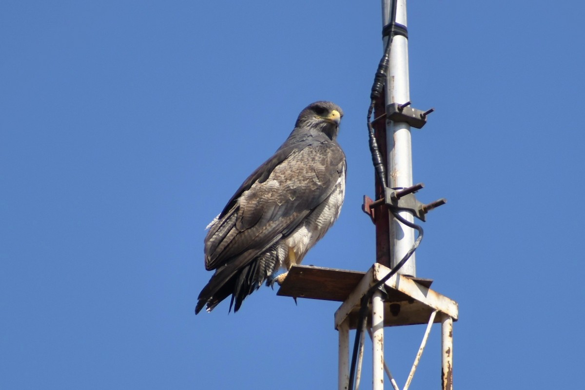 Black-chested Buzzard-Eagle - ML281313991