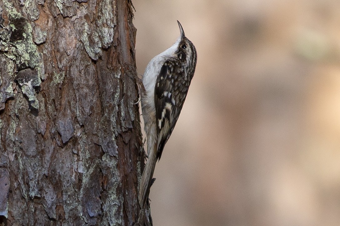 Brown Creeper - Martin Wall