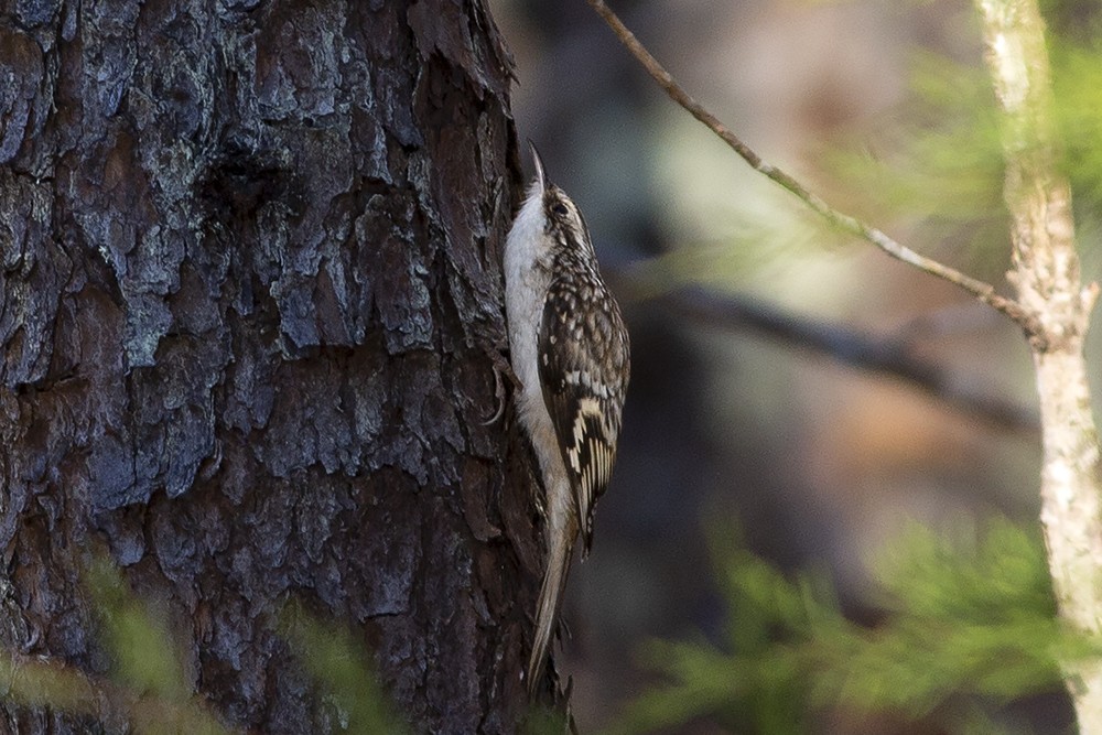 Brown Creeper - Martin Wall