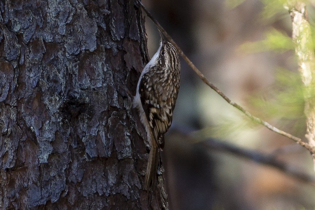 Brown Creeper - Martin Wall