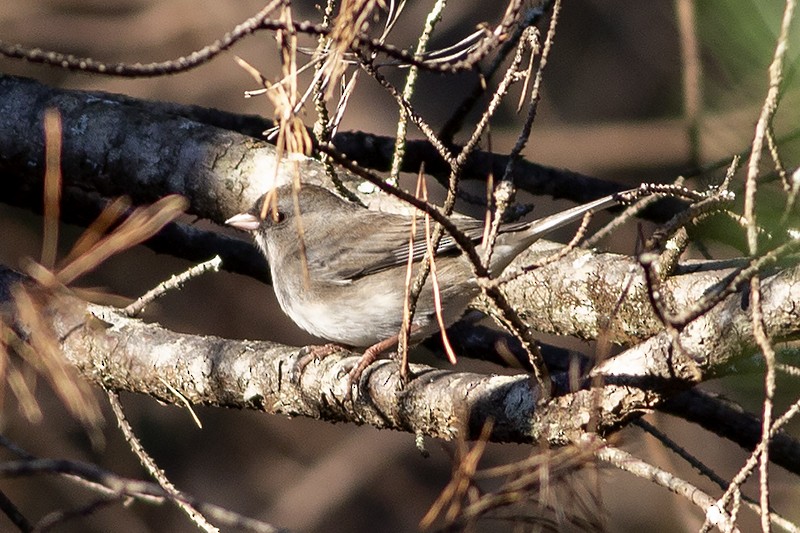 Dark-eyed Junco - Martin Wall