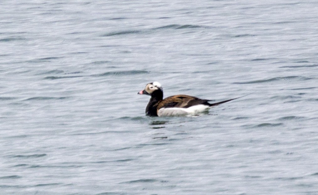 Long-tailed Duck - ML28131481