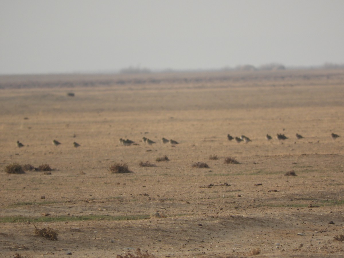 European Golden-Plover - ML281315671