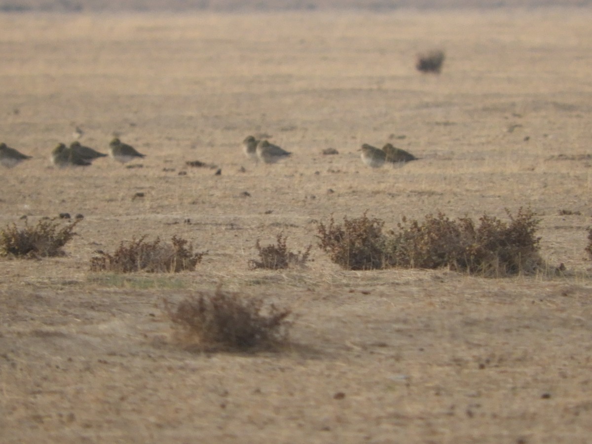 European Golden-Plover - ML281315681