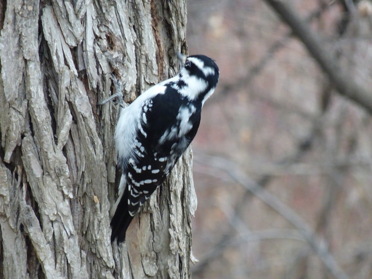 Hairy Woodpecker - Thomas Ouchterlony