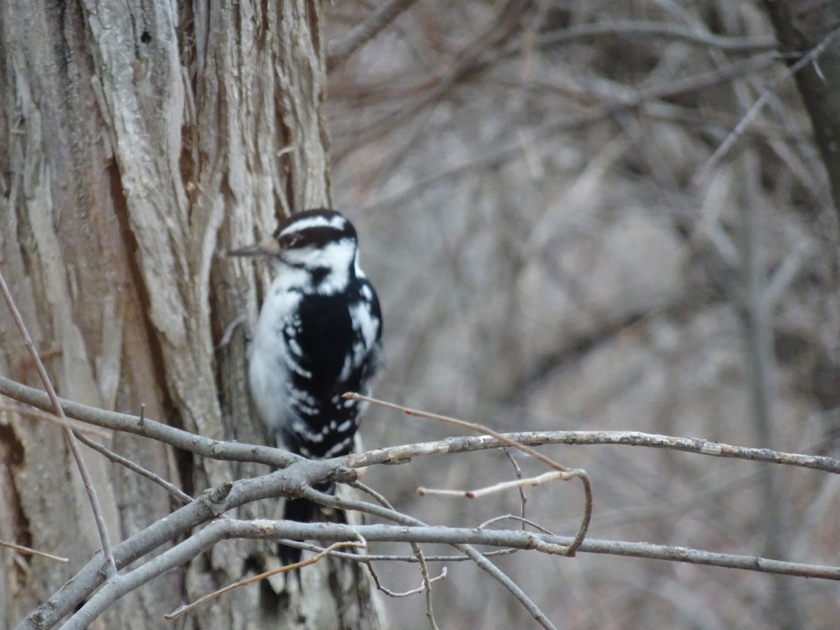 Hairy Woodpecker - ML281316331