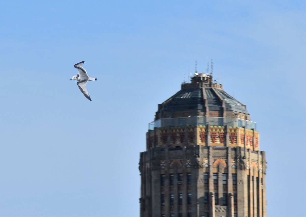 Black-legged Kittiwake - josh Ketry