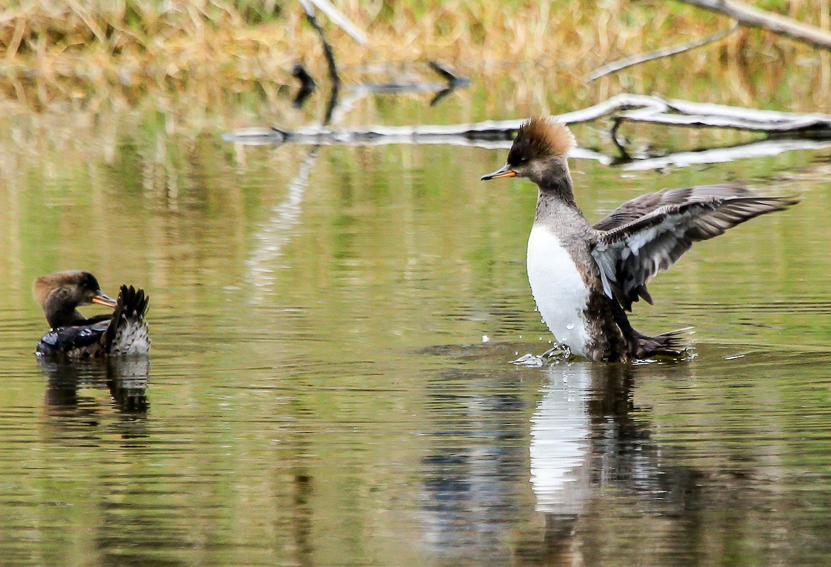 Hooded Merganser - ML28131741