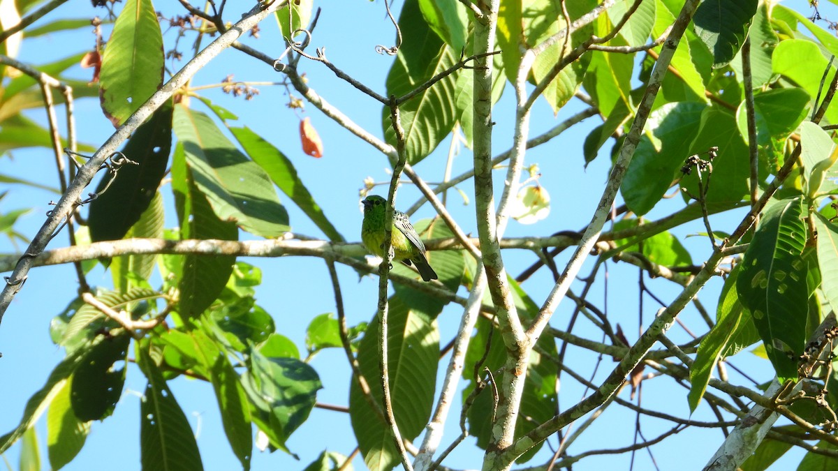 Yellow-bellied Tanager - ML281317421