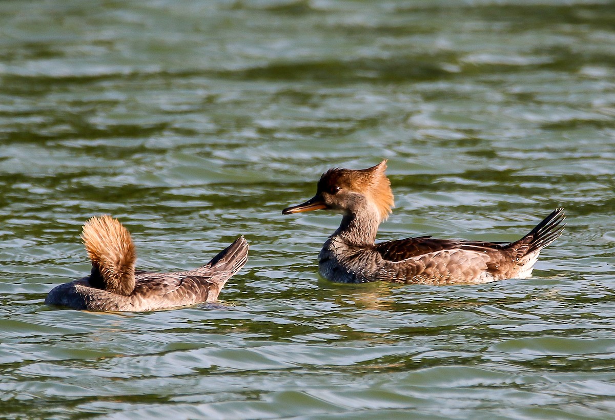 morčák chocholatý - ML28131831