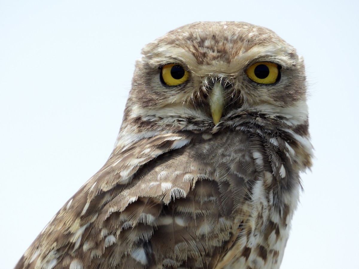 Burrowing Owl - Alejandra Pons