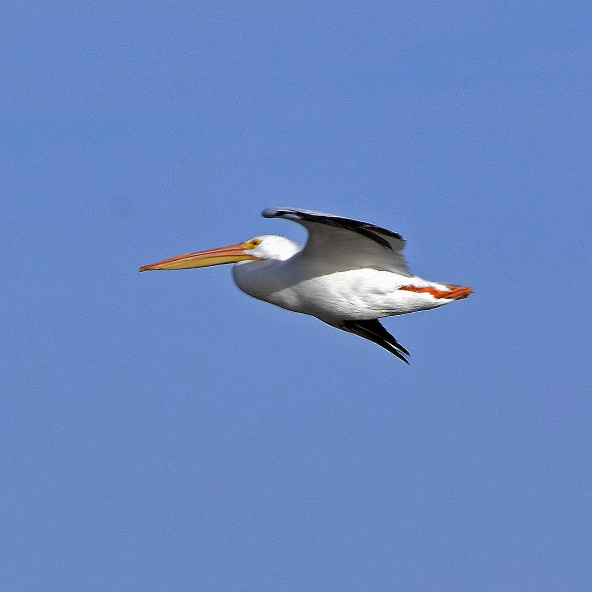 American White Pelican - Kevinn Fung