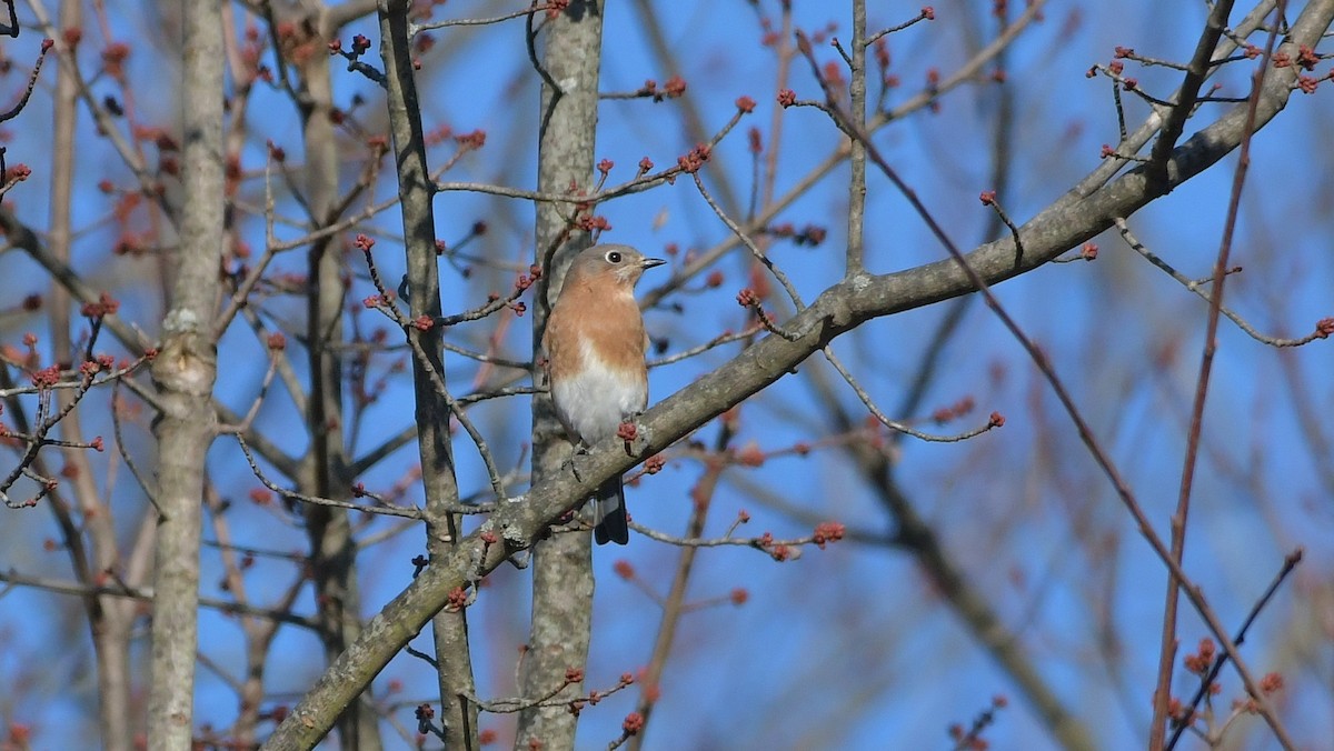 Eastern Bluebird - Robert Howard