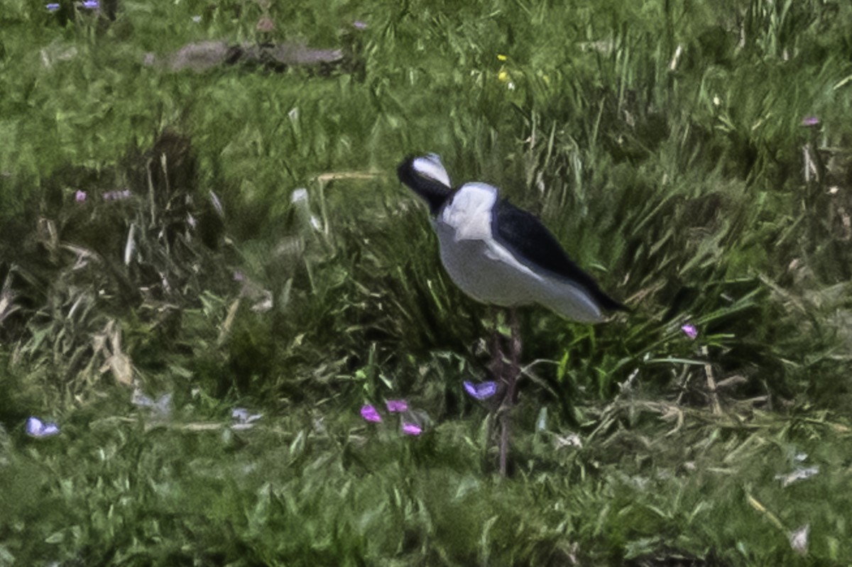 Black-necked Stilt - ML281320461