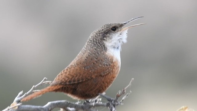 Canyon Wren - ML281321011