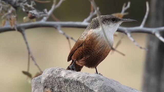 Canyon Wren - ML281321051