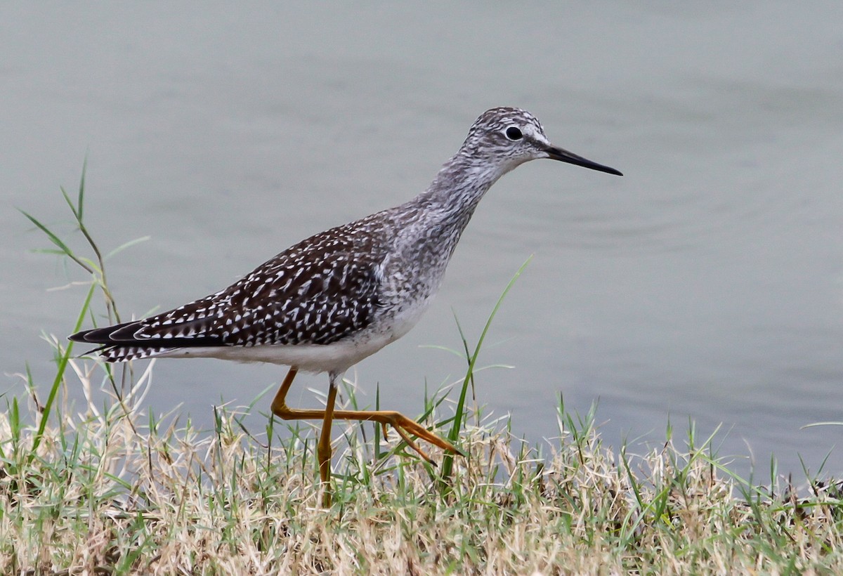 Lesser Yellowlegs - ML28132201