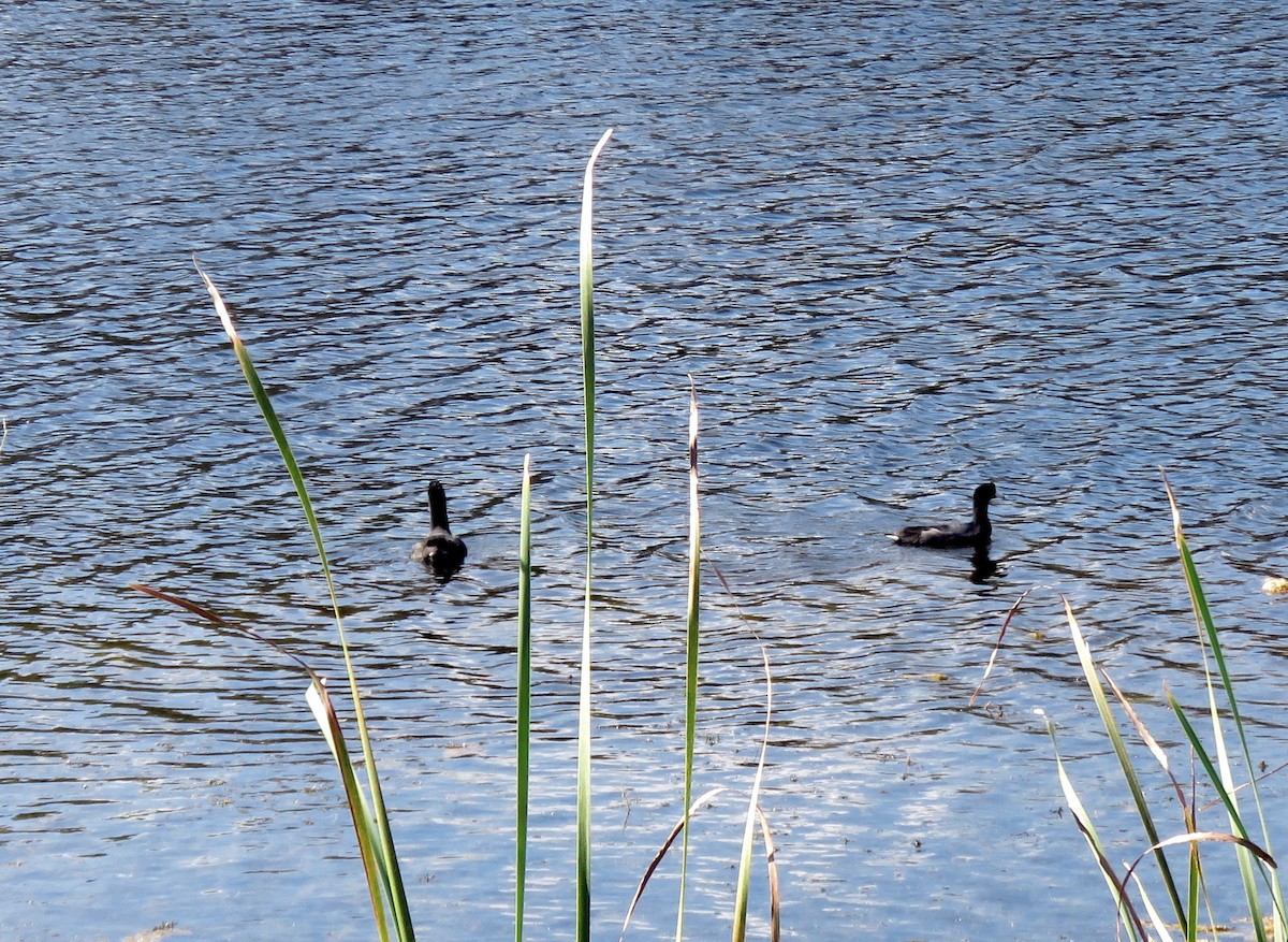 American Coot - ML281322301