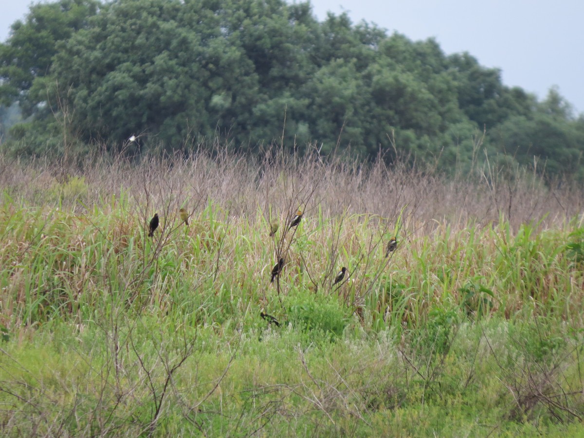 bobolink americký - ML28132241