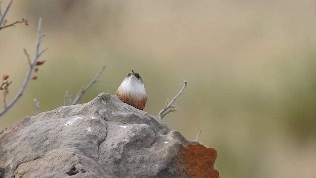 Cucarachero Barranquero - ML281322991