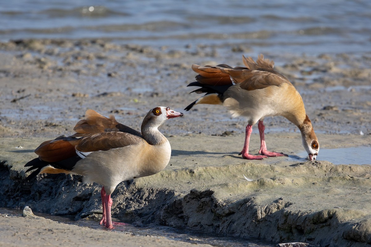 Egyptian Goose - Nikos Mavris